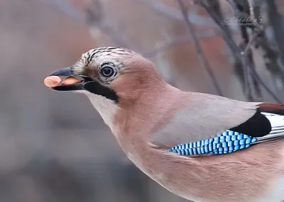 Зелёная Перуанская разноцветная сойка - Green Jay | Фотосайт СуперСнимки.Ру