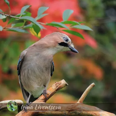 Сойка имитирует смех ребёнка. ( Garrulus glandarius ) - YouTube