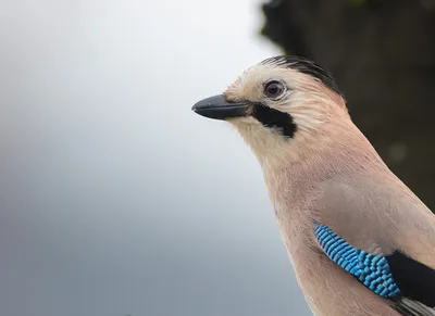 Сойка, европейская сойка, Jay, eurasian jay, сойка в лесу, врановые, птица,  松鴉(橿鳥), Vlaamse Gaai, Granskjur, Kestane Kargası, ヤマガラス, カシド, Geai des  chênes, Ghiandaia eurasiatica, Arrendajo Común Stock Photo | Adobe Stock