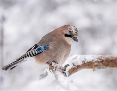 Сойка (Garrulus glandarius krynicki). Фотогалерея птиц. Фотографии птиц  России, Беларуси, Украины, Казахстана, Таджикистана, Азербайджана.