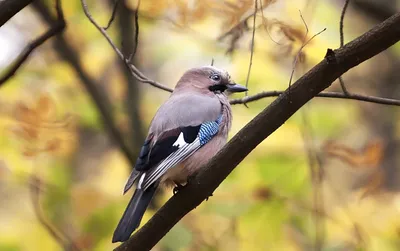 Сойка. / Сойка Также обыкновенная сойка, также кареза Лат Garrulus  glandarius) — птица рода соек семейства врановых отряда воробьинообразных