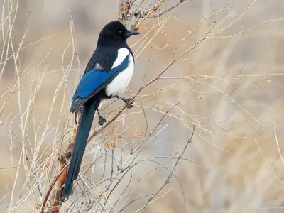 Китайская сорока - eBird