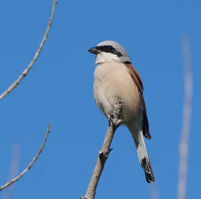 Северный сорокопут - eBird