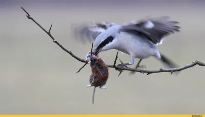 Северный сорокопут - eBird