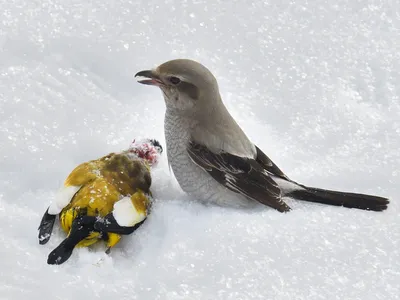 Северный сорокопут - eBird