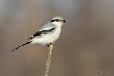 Серый сорокопут (Lanius excubitor). Птицы Европейской России.