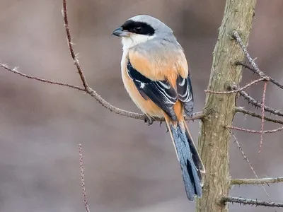 Длиннохвостый сорокопут - eBird