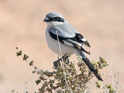 uralbirds - Серый #сорокопут (Lanius excubitor) Редкая птица в наших краях.  Довольно крупный хищник. Как и многие сорокопут любит накалывать добычу на  ветки. Кстати, если латинское название переводится, как \"мясник  караульный\". Что