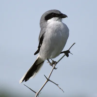 Сорокопут Птица, Тибетский Сорокопут (Lanius Tephronotus), Стоя На Бревне  Фотография, картинки, изображения и сток-фотография без роялти. Image  21215994