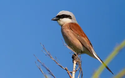 Birds.uz - Туркестанский жулан или сорокопут — обычная для... | Facebook