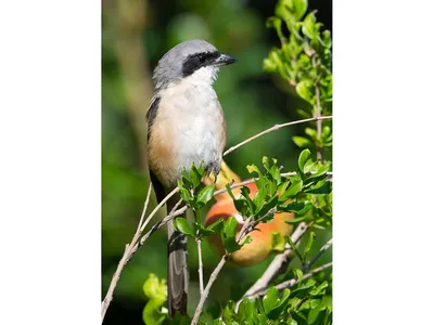 Серый сорокопут (Lanius excubitor). Птицы Сибири.