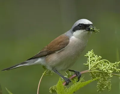 Сорокопут серый Lanius excubitor Great Gray Shrike