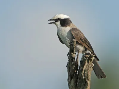 Серый сорокопут [группа elegans] - eBird