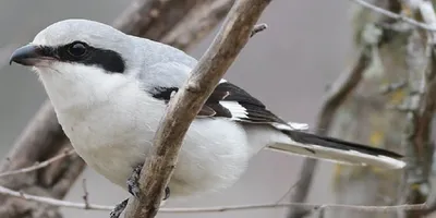 Сорокопут-жулан, Red-backed shrike - YouTube