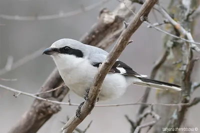 Серый сорокопут - eBird