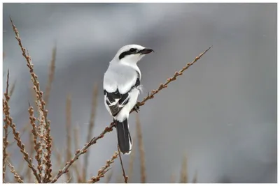 Серый сорокопут (Lanius excubitor). Птицы Европейской России.