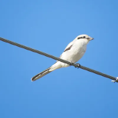 Серый сорокопут (Lanius excubitor). Птицы Кыргызстана.