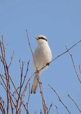 Серый сорокопут (Lanius excubitor). Птицы Сибири.