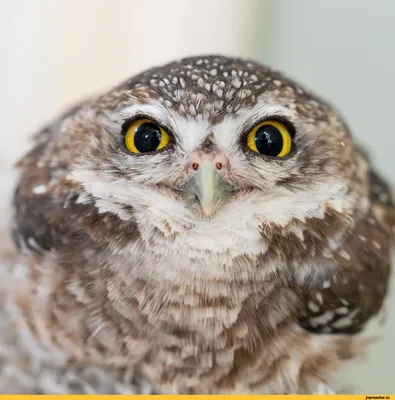 Burrowing Owl - Кроличий сыч. Photographer Etkind Elizabeth