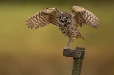 Недовольный. Фотограф Сытина Наталия