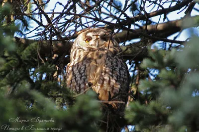 Owl,Сыч | Плюшевая сова, Кроличий сыч, Домашние птицы