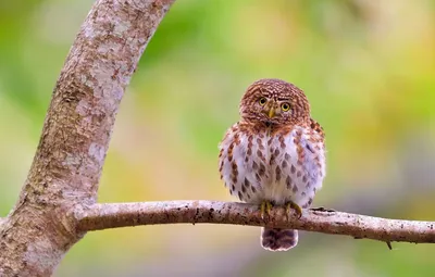 Фотография Домовый сыч (Athene noctua). Птицы Ленинградской области,  Россия. | Фотобанк ГеоФото/GeoPhoto | GetImages Group