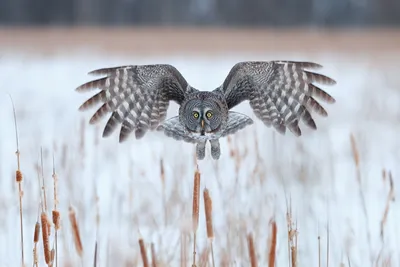 Фотография Воробьиный сыч (Glaucidium passerinum) Питомник хищных птиц  заповедника Галичья гора | Фотобанк ГеоФото/GeoPhoto | GetImages Group