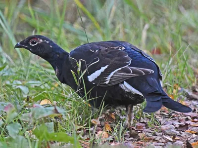 Тетерев - eBird