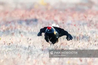 Тетерев шалфейный или тетерев полынный – североамериканская птица семейства  фазановых. Это самая крупная популяция из наиболее необычных… | Instagram