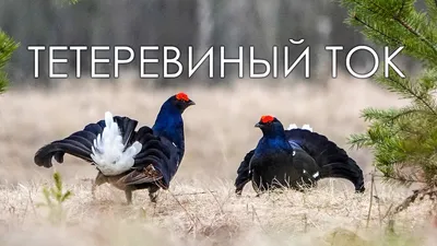 Глухарь — Флора и фауна Югры — МАУ «Краеведческий музей» г. Покачи