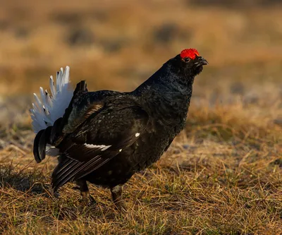 Тетерев-косач | Black grouse | Lyrurus tetrix | Животные, Птицы