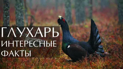 Глухарь и интересные факты о нём