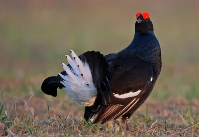 Полынный тетерев - eBird