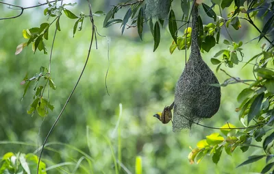 Келомберский ткач - eBird