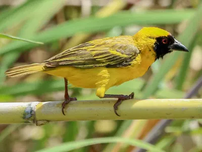 Чернолобый ткач - eBird