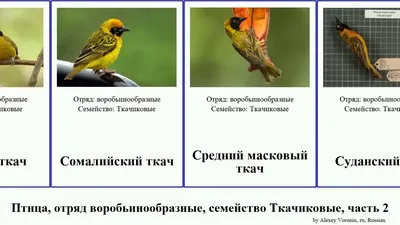 Малый ткач - eBird