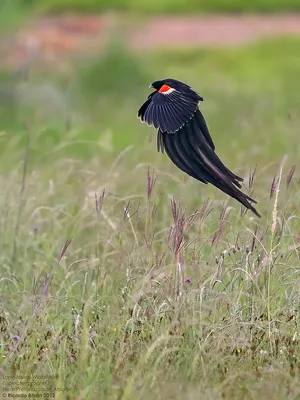 Красноклювый ткач -... - Birdsnews - новости о птицах | Facebook