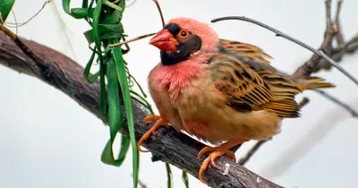 Чернолобый ткач - eBird