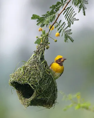 Черноголовый ткачик-воробей - eBird