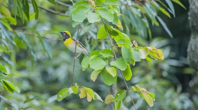 Папирусовый ткачик - eBird