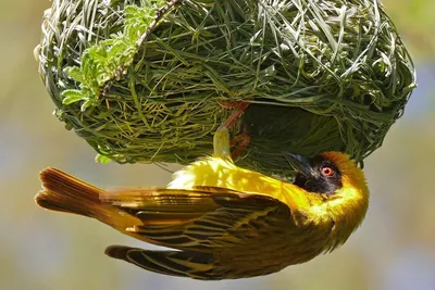 Огненный ткачик, Euplectes orix, Southern Red Bishop | Flickr