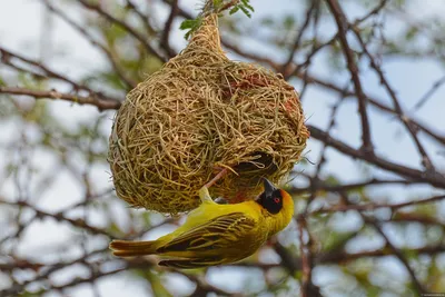 File:Ploceus cucullatus nigriceps.jpg - Wikimedia Commons