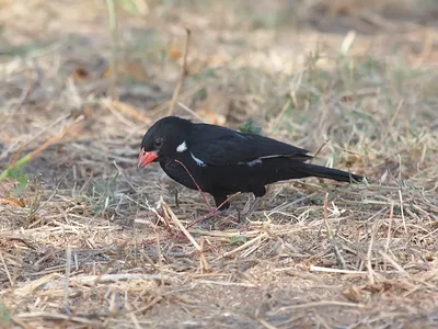 Любители птиц - Тростниковый #астрильд / Star #finch (лат. Neochmia  ruficauda) — птица семейства вьюрковых ткачиков. Автор снимка: Ricardo  Guise (@ricardoguise) Локация: Fairchild Tropical Botanic Garden, #США  (Ботанический сад в Корале-Гейблс, Флорида) #