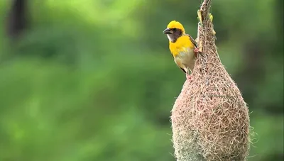 Папирусовый ткачик - eBird