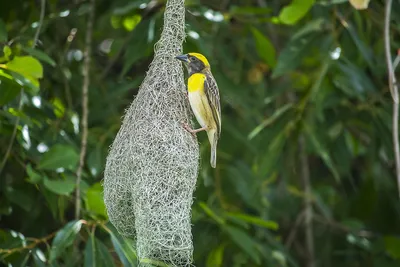 Папирусовый ткачик - eBird