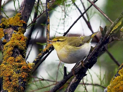 Пеночка-трещотка - eBird