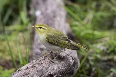 Пеночка-трещотка (Phylloscopus sibilatrix). Птицы Беларуси.