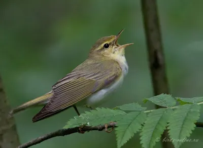 Пеночка-трещотка (Phylloscopus sibilatrix). Фотогалерея птиц. Фотографии  птиц России, Беларуси, Украины, Казахстана, Таджикистана, Азербайджана.