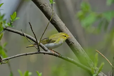 Пеночка-трещотка, Phylloscopus sibilatrix, Wood Warbler | Flickr