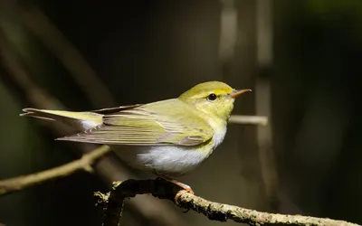 Пеночка-трещотка (Phylloscopus sibilatrix). Птицы Европейской России.